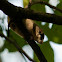 Forest dormouse