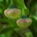 Bilberry, flowers