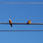 Brazillian ground dove / Rolinha