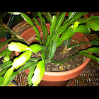 Christmas cactus