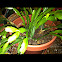 Christmas cactus