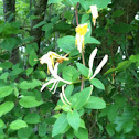 Japanese Honeysuckle
