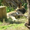 African Wild Dog
