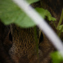Eastern cottontail(Infant)