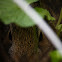 Eastern cottontail(Infant)