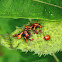 Milkweed Bug