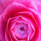 Camellia