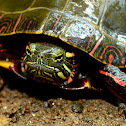 Painted Turtle