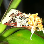 Lily Caterpillar Moth or Crinum Moth
