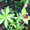 Indian Cucumber Root