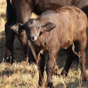 Cape buffalo