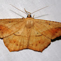 Large Maple Spanworm Moth
