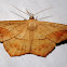 Large Maple Spanworm Moth