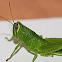 Schistocerca lineata