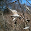 Common Milkweed