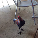 Chicken (feral male)