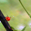 Red Spider