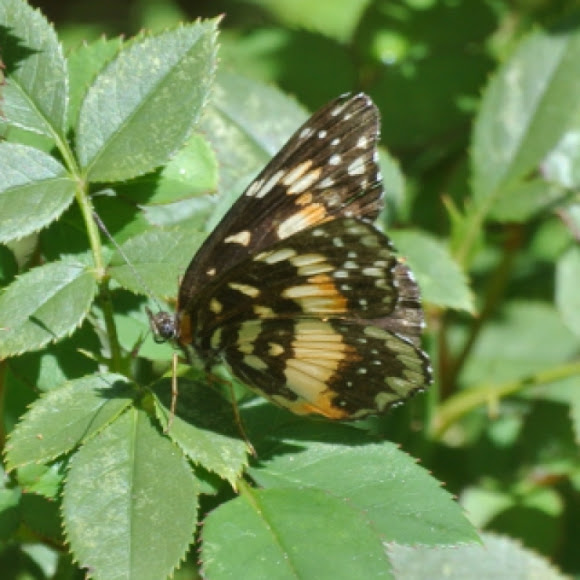 Spotting Image 1