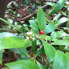 Skimmia