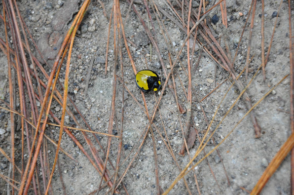 Spotting Image 1