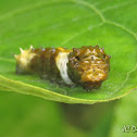 Bird-droping caterpillar