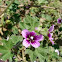 Malva 