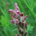 Bug orchid