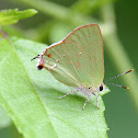 Clench's Greenstreak