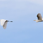 Great Egret