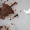 Flat-Headed Mayfly (larva)