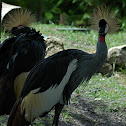 Grey Crowned Crane