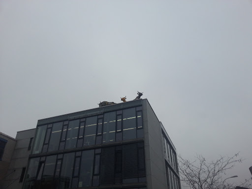 Cows on a Roof Top 