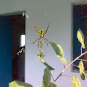 An unknown Spider