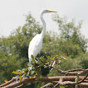 Great egret