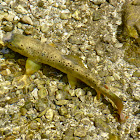rainbow trout 
