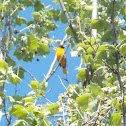 Baltimore Oriole