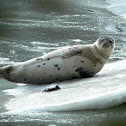 Harp Seal
