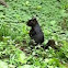 Eastern Gray Squirrel (black)