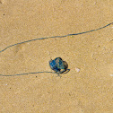 Bluebottle