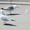Ring-billed Gull