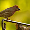 House Finch
