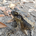 Gulf coast toad