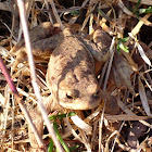 Toad