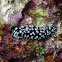 Phyllidiella pustulosa