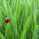 Seven-spot ladybug