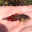 Gray Tree Frog Tadpole