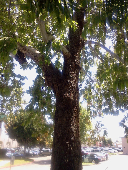 Spotting Image 1