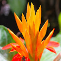 Fiery Spike