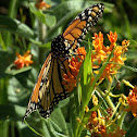 Monarch