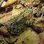 American Toad